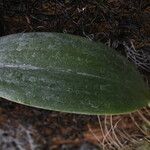 Dendrobium munificum Hoja