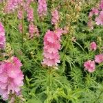 Sidalcea cusickii Flower