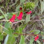 Kohleria spicata Цветок