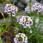 Lobularia maritimaFlors