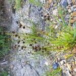 Juncus alpinoarticulatus 果實