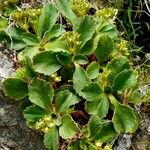 Primula hirsuta Fruto