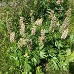 Lupinus × regalis Συνήθη χαρακτηριστικά