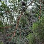 Hakea sericea Blad