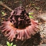 Amorphophallus paeoniifolius Flor