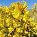 Cytisus galianoi Fleur