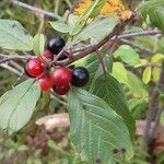 Frangula alnus Foglia