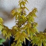 Acer japonicum Levél