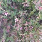 Frankenia corymbosa Flor