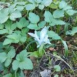 Iris planifolia Frunză