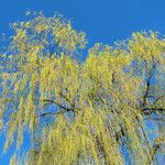 Salix × pendulina Costuma