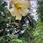 Lilium regale Kvet