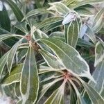 Pieris japonica 葉