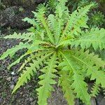 Sonchus canariensis Blatt