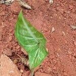 Syngonium angustatum Leaf