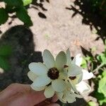 Ixia maculata Квітка