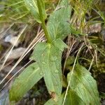 Doronicum clusii Leaf