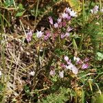 Allium praecox Fleur