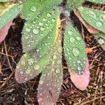 Hieracium albiflorum Blatt