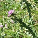 Carduus spachianus Flower