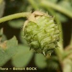 Medicago rigidula Mbuma