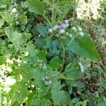 Ageratum conyzoides फूल