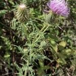 Cirsium discolor Květ