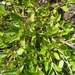 Prunella vulgaris ഇല