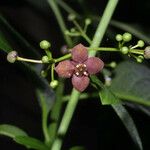 Euonymus atropurpureus Floare