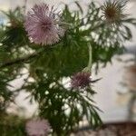 Hofmeisteria schaffneri Flor