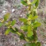 Rhamnus alaternus Агульны выгляд