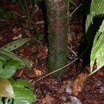 Quiina macrophylla Coajă