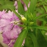 Dianthus barbatusFlor