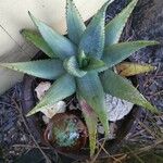 Aloe reitzii পাতা