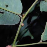 Monanthotaxis laurentii Leaf