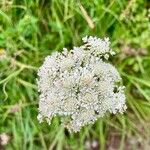 Oenanthe pimpinelloidesFlower