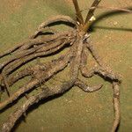 Prescottia stachyodes Corteza
