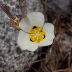 Calochortus leichtlinii Flower