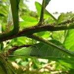 Acnistus arborescens Corteza