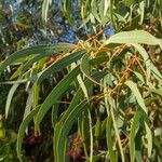 Eucalyptus leucoxylon Blad