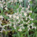 Polycarpaea smithii Flower