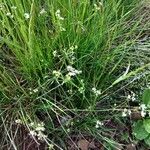 Galium palustre花