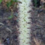 Cenchrus pedicellatus Fruit