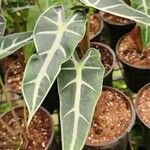 Alocasia longiloba Агульны выгляд