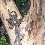 Sclerocarya birrea Кора