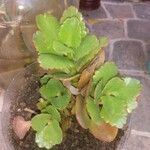 Kalanchoe laxiflora Ліст