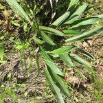 Eriogonum longifolium आदत