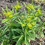 Asclepias tuberosa L.Лист