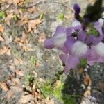 Nuttallanthus floridanus Flower