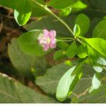 Lycium chinense Leaf